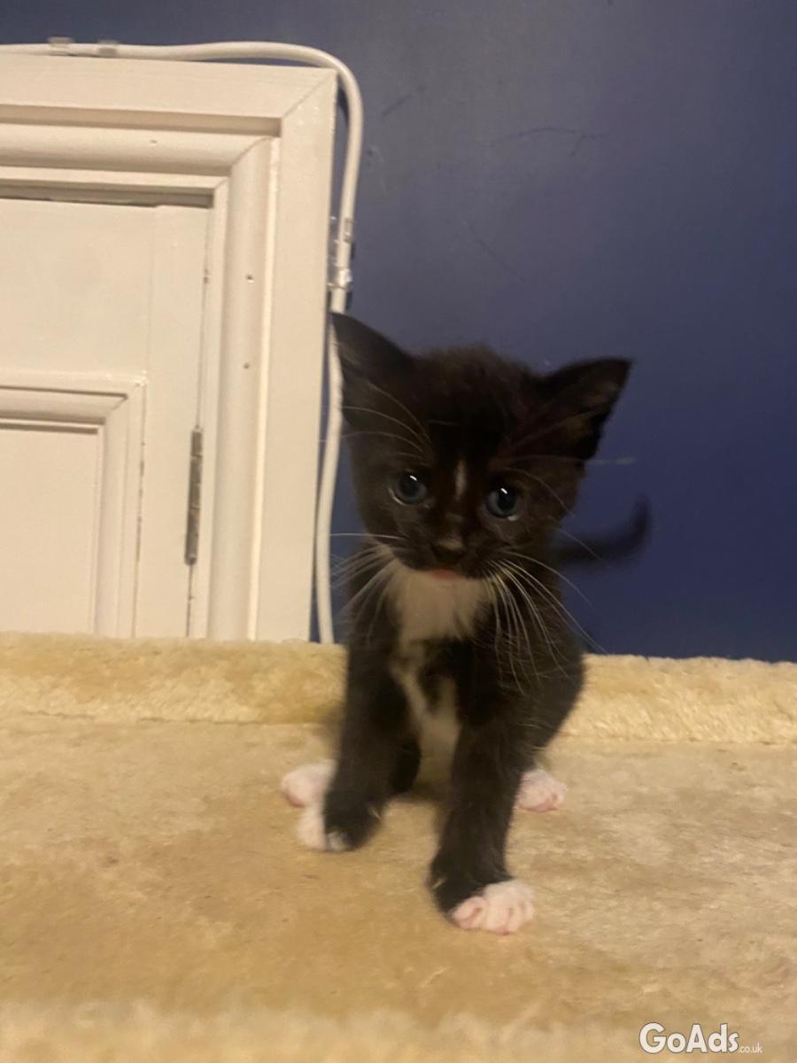 Kittens for sale