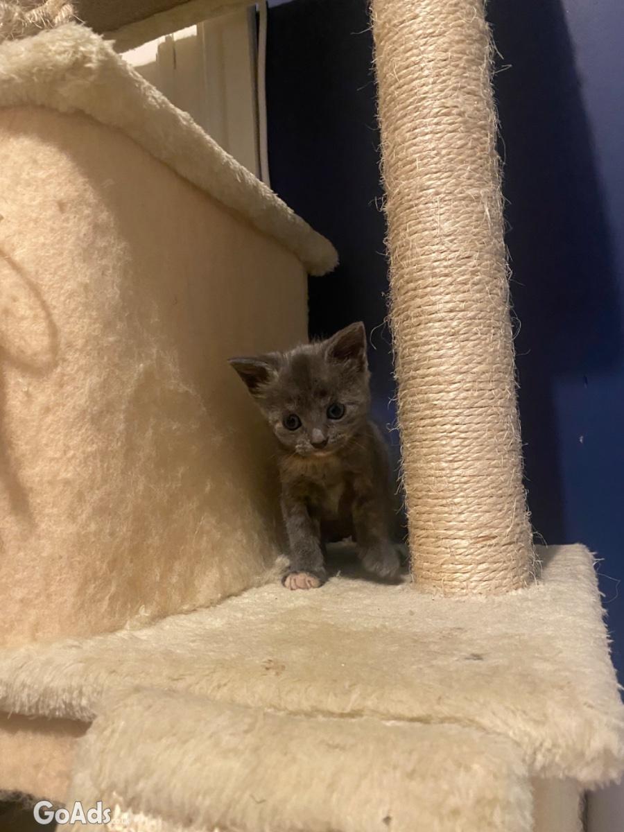 Kittens for sale