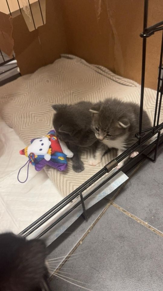 Kittens forsale 250 each 50 pound deposit payment plans available plea