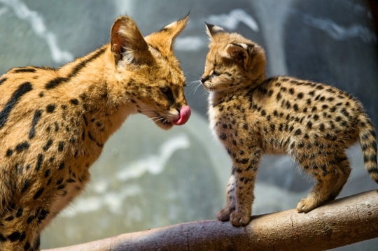 Kittens. (Ocelots, Caracals and F1 - F3 savannah and Serval)