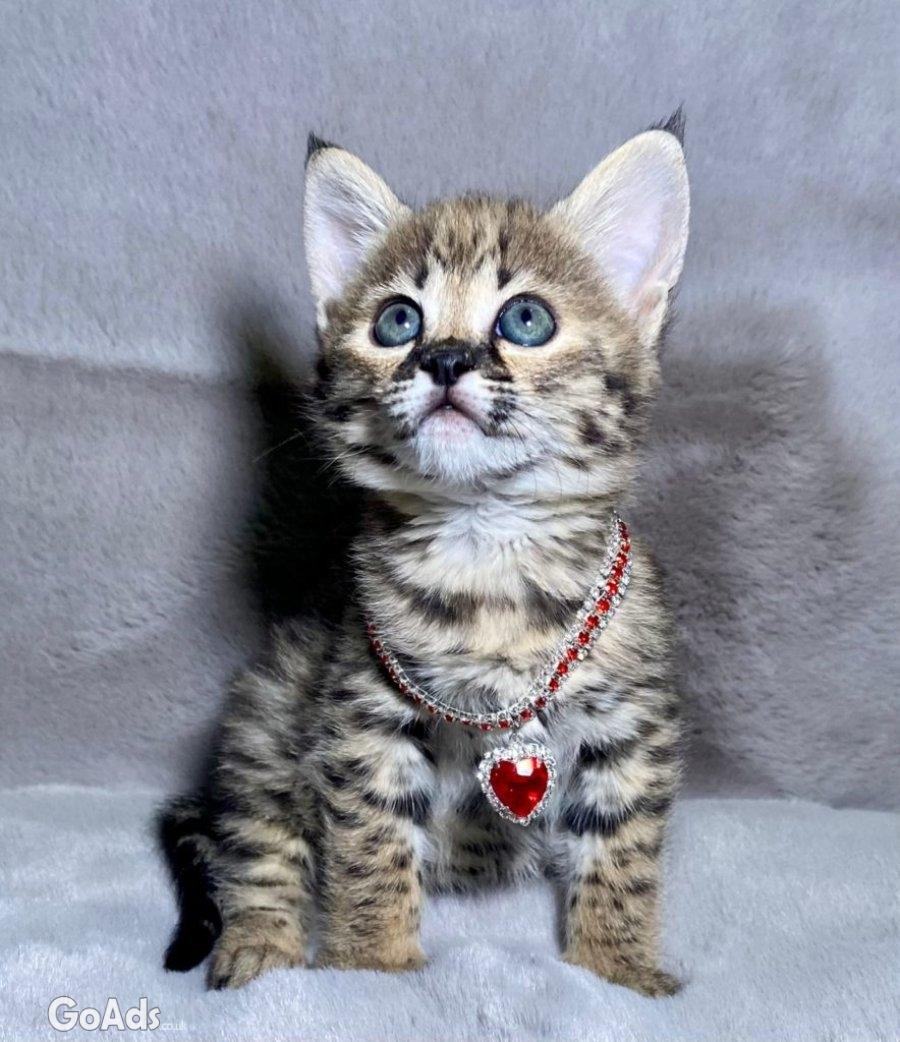 Kittens. (Ocelots, Caracals and F1 - F3 savannah and Serval)