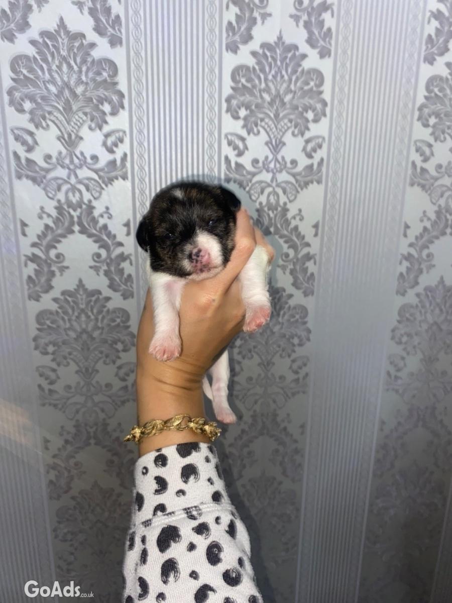 BEAUTIFUL CHIHUAHUA PUPS