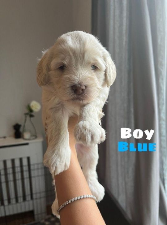 Labradoodle.