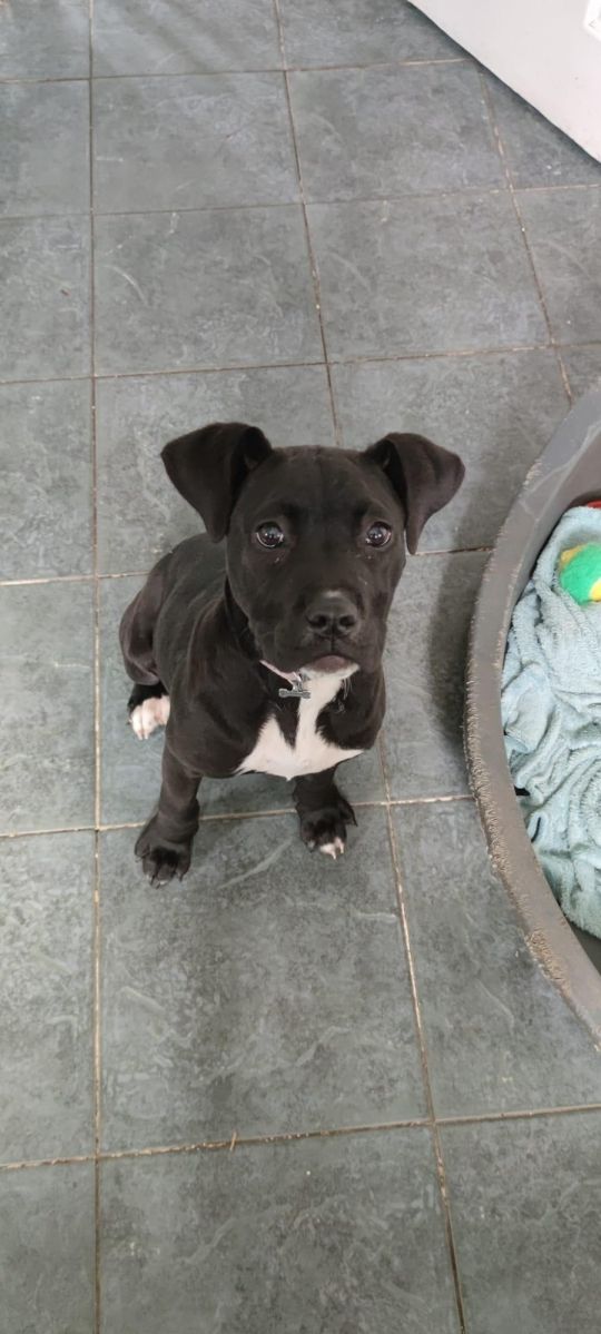 Labrador cross staffy puppy bitch