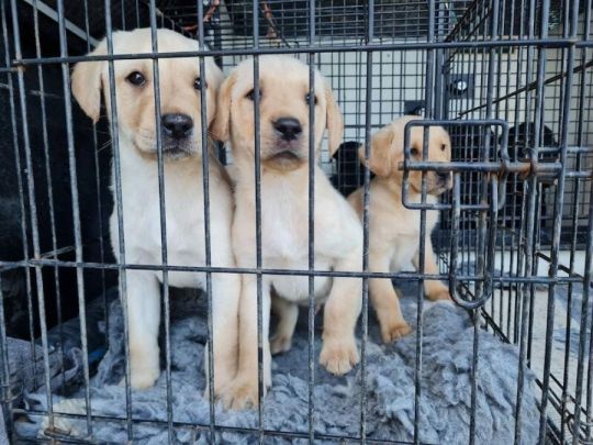 Labrador litter ready 0n april 12th