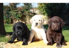 Labrador retriever puppies available