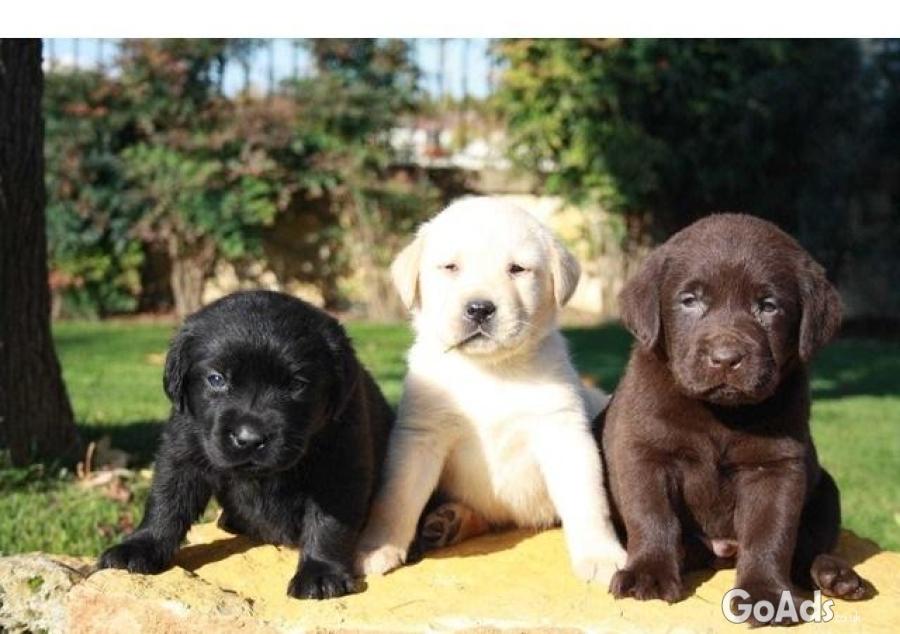 Labrador retriever puppies available.