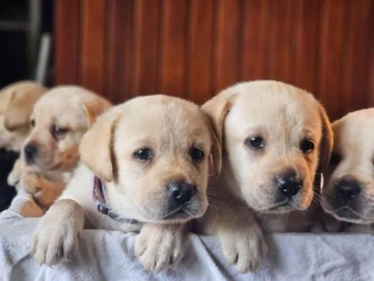 Labrador retriever puppies for adoption sale