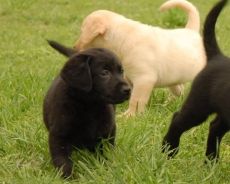 Labrador Retriever puppies for adoption.