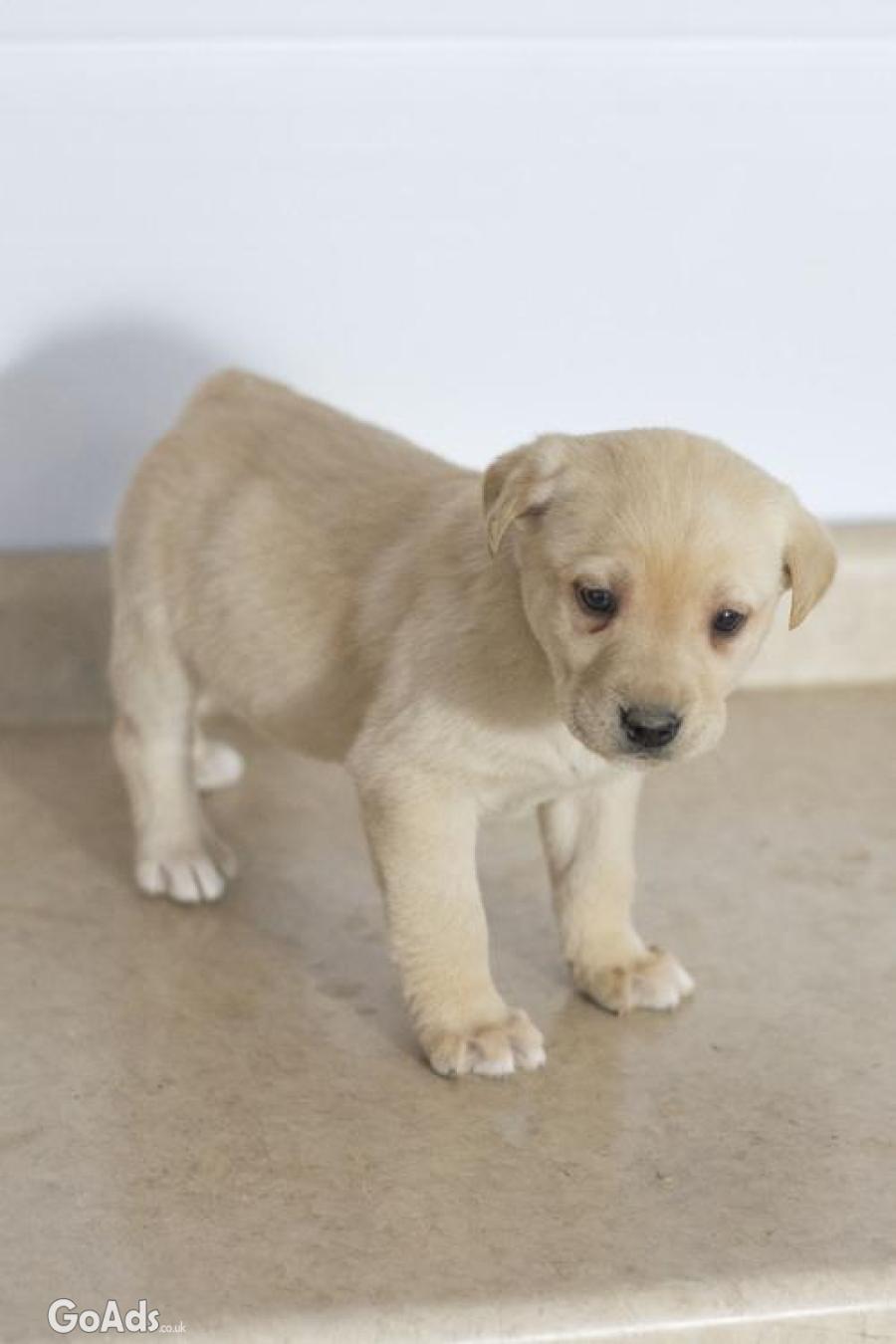 Labrador Retriever Puppies Vals Gift