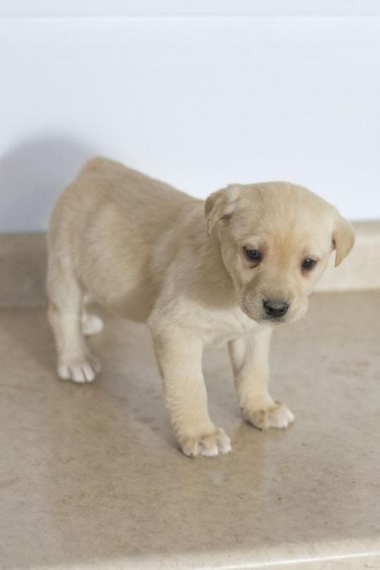 Labrador Retriever Puppies Vals Gift