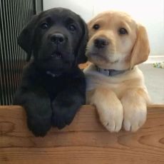 Labrador Retriever puppies