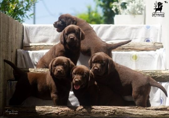 Labrador retriever puppies......