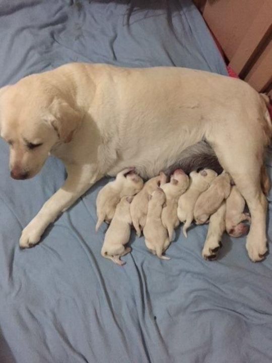 Labrador retriever