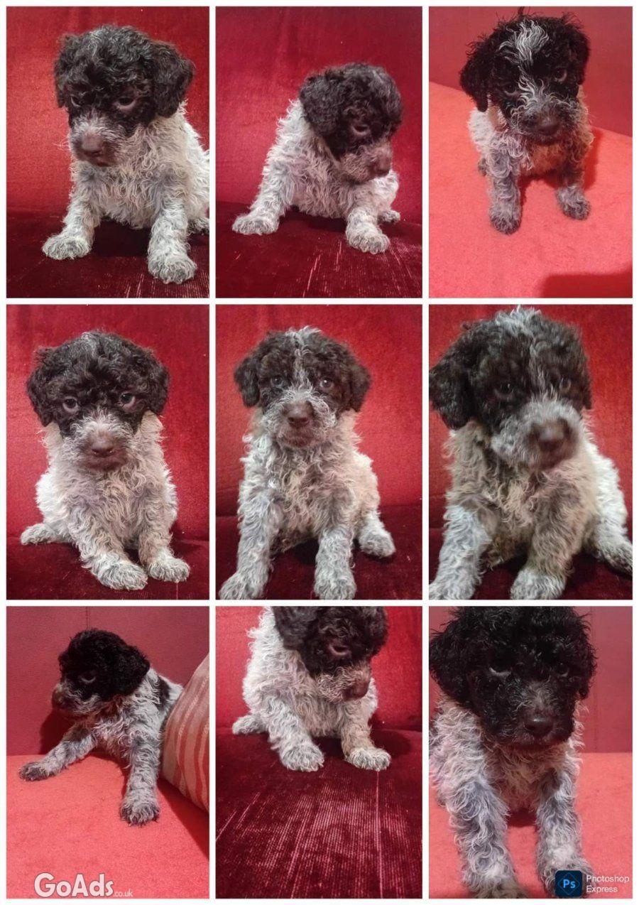 LAGOTTO ROMAGNIOLO puppies