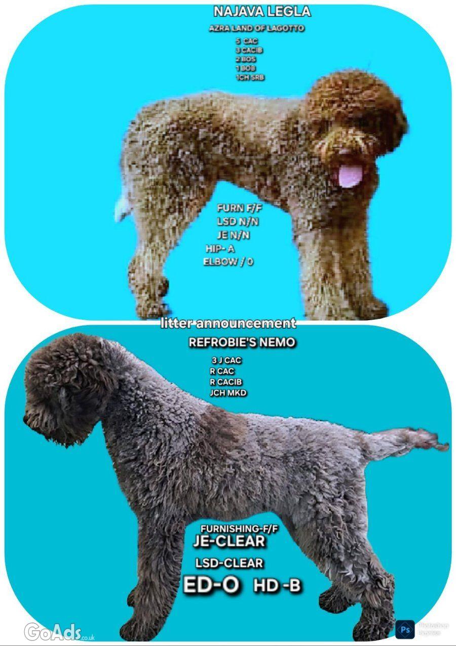 LAGOTTO ROMAGNIOLO puppies