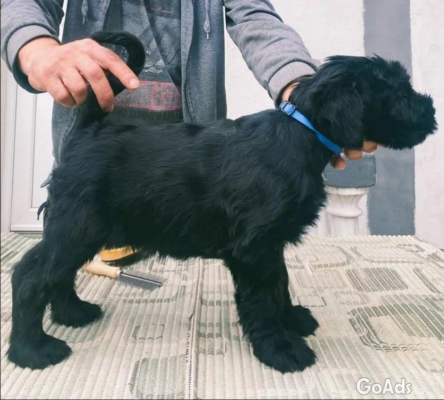 Large schnauzer puppies for sale