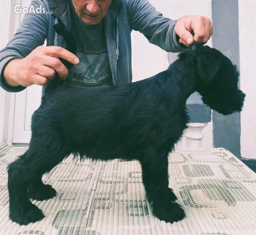 Large schnauzer puppies for sale