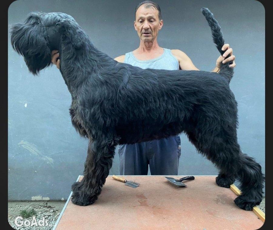 Large schnauzer puppies for sale