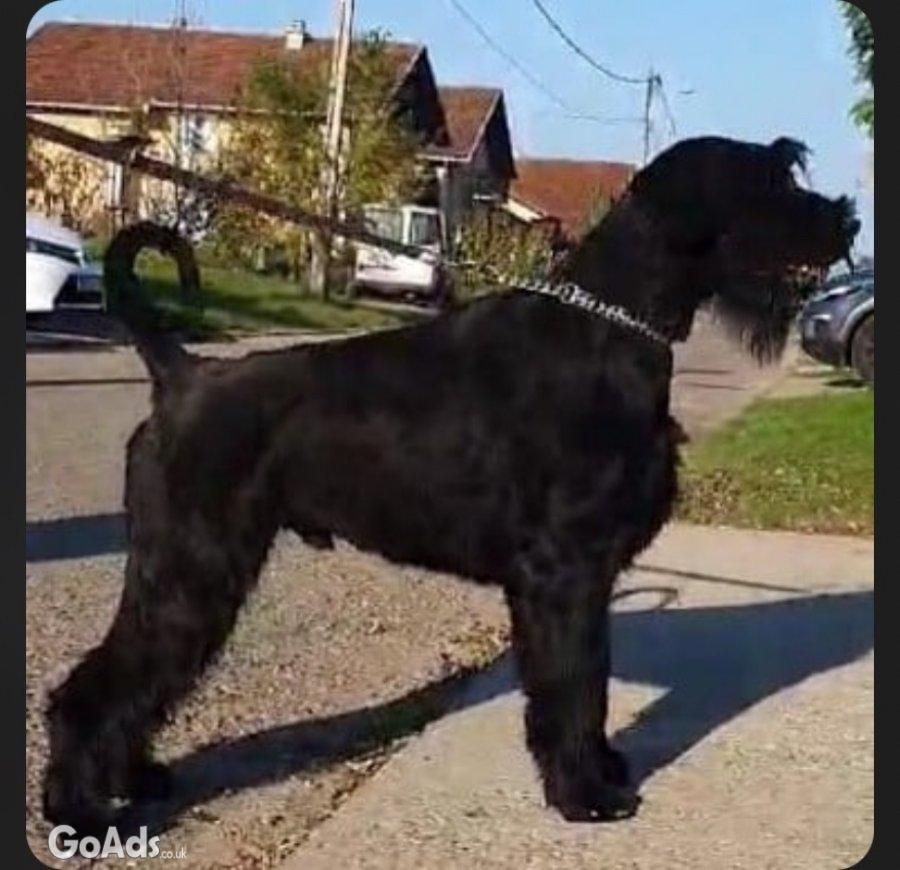 Large schnauzer puppies for sale