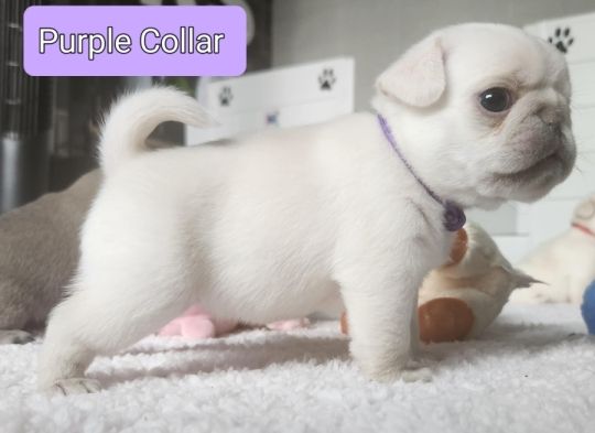 LAST 4 BEAUTIFUL KC PUG PUPS