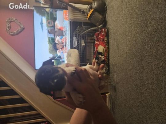 Jack Russell last girl left