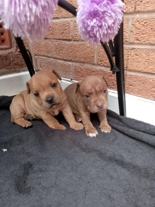 Leicester Staffordshire Boy Puppies