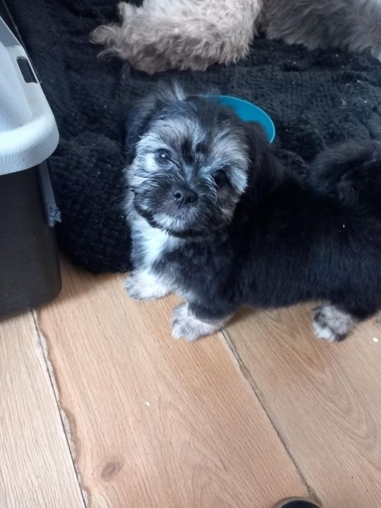 Lhasa apso puppies