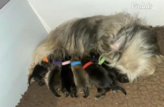Lhasa Apso X Puppies