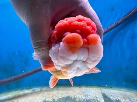 LionChu Oranda Goldfish