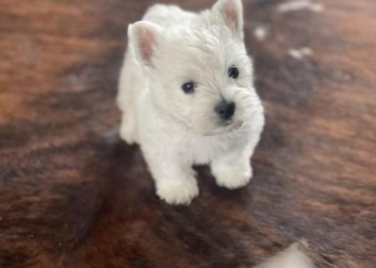 Litter of puppies, are well socialised. West highland terrier puppies