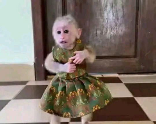 Little capuchin monkey for sale