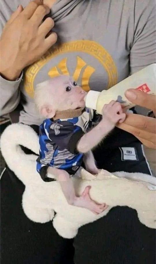 Little cute capuchin monkey for sale