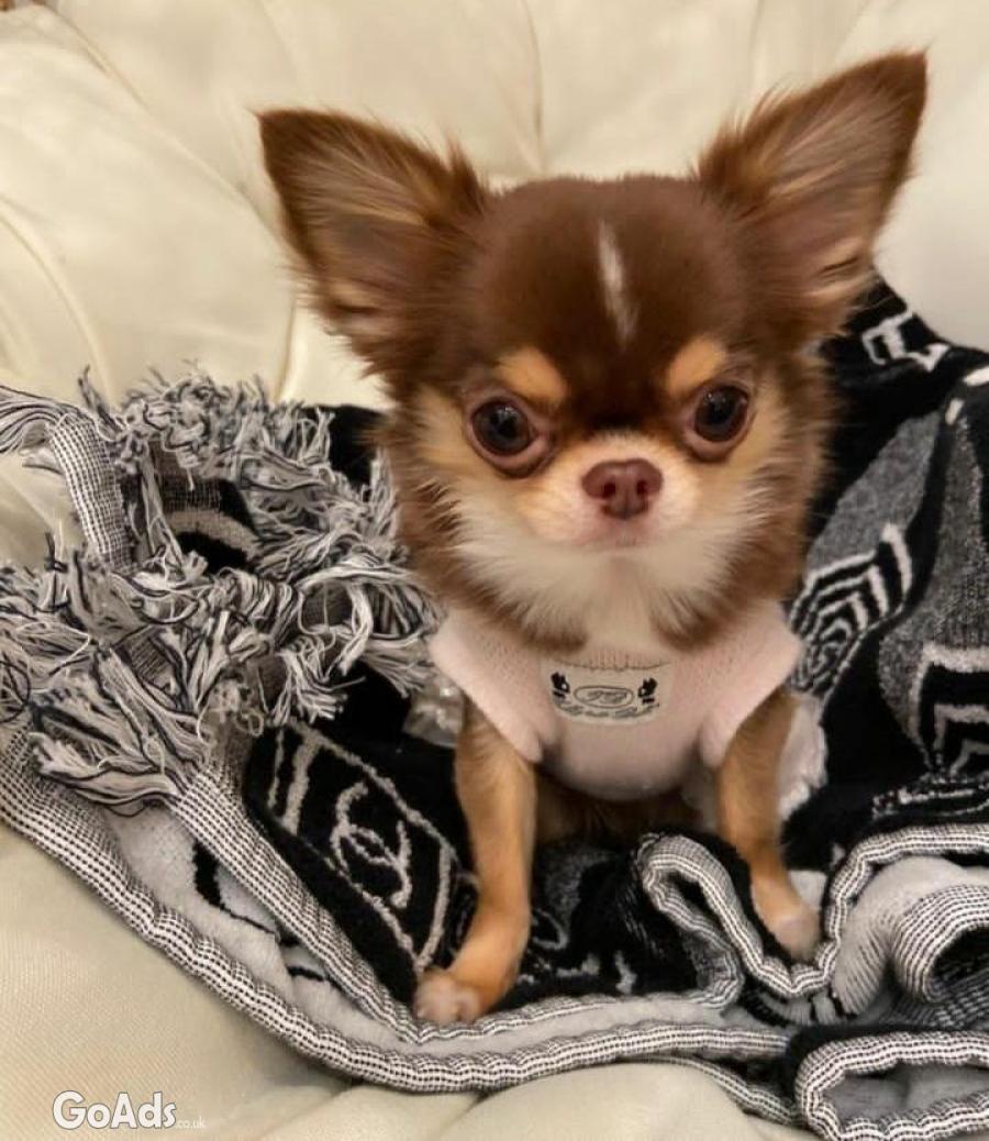 Lola The Applehead Chihuahua