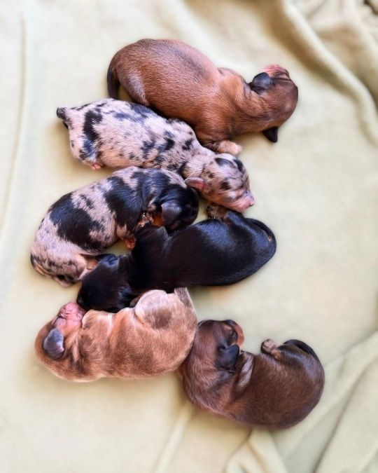 Long-hair miniature dachshund puppies for adoption