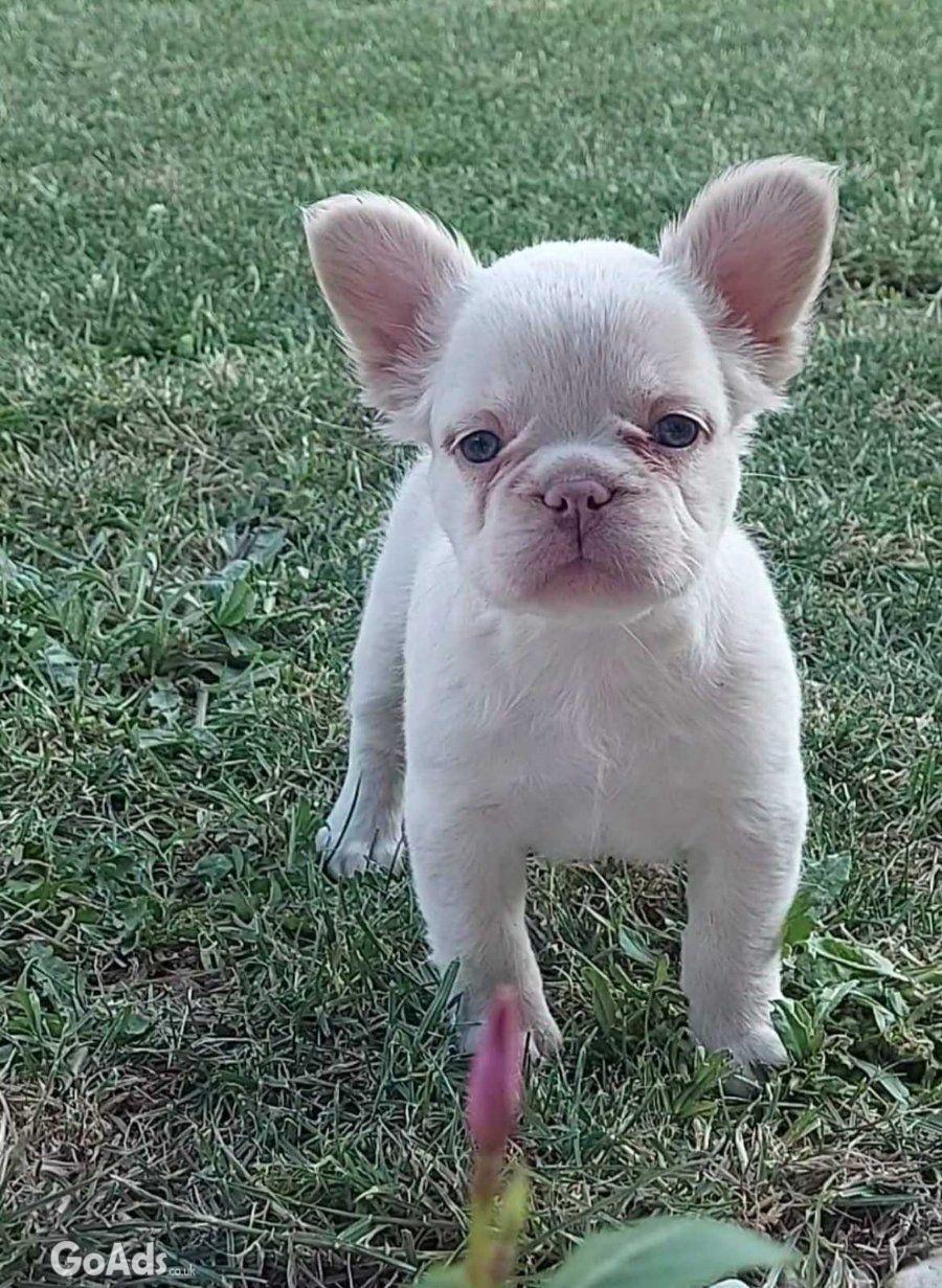 Long-haired French Bulldog puppies