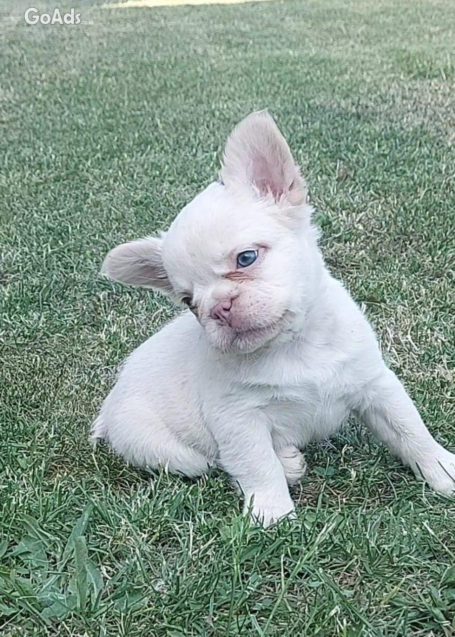 Long-haired French Bulldog puppies