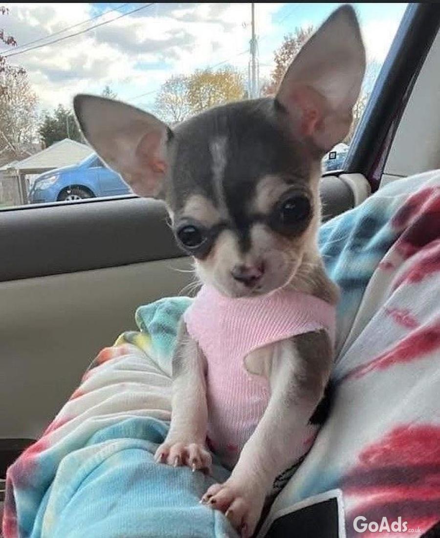 Longhaired Chihuahuas For Sell CKC Papered 