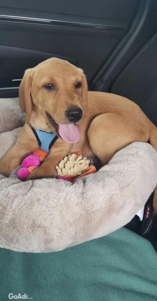 Searching for a new home for Hector