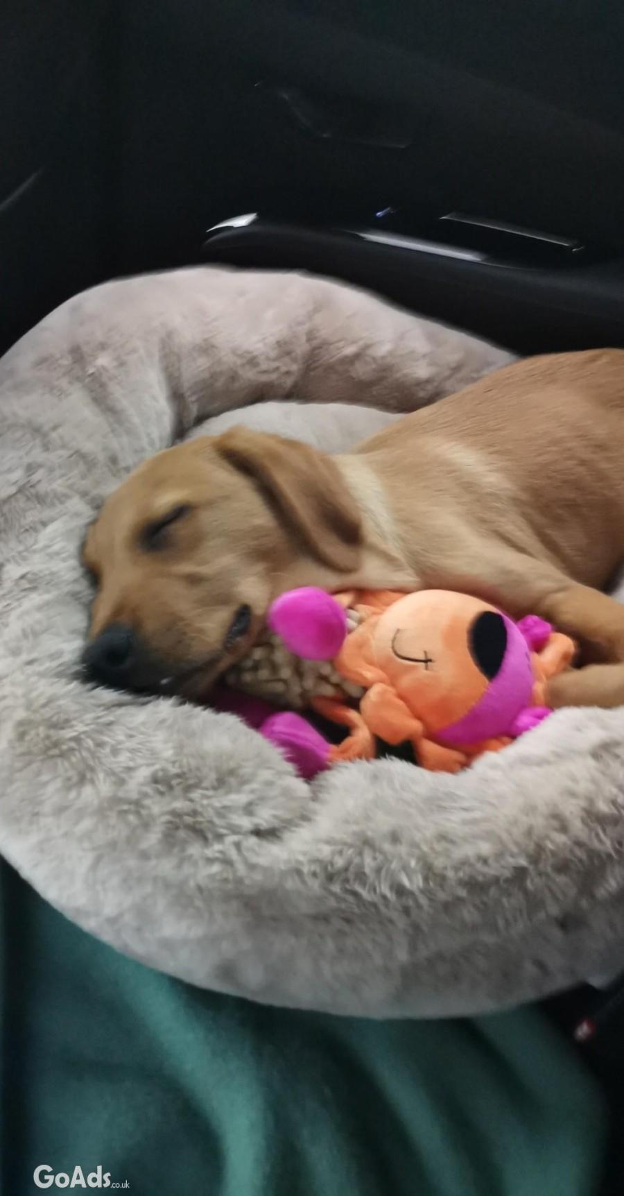 Searching for a new home for Hector