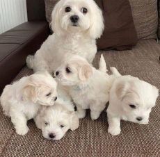 Lovely 12 weeks old Maltese Puppies