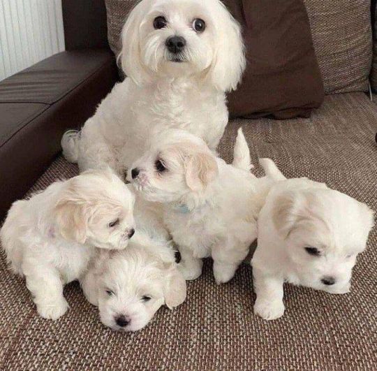 Lovely 12 weeks old Maltese Puppies
