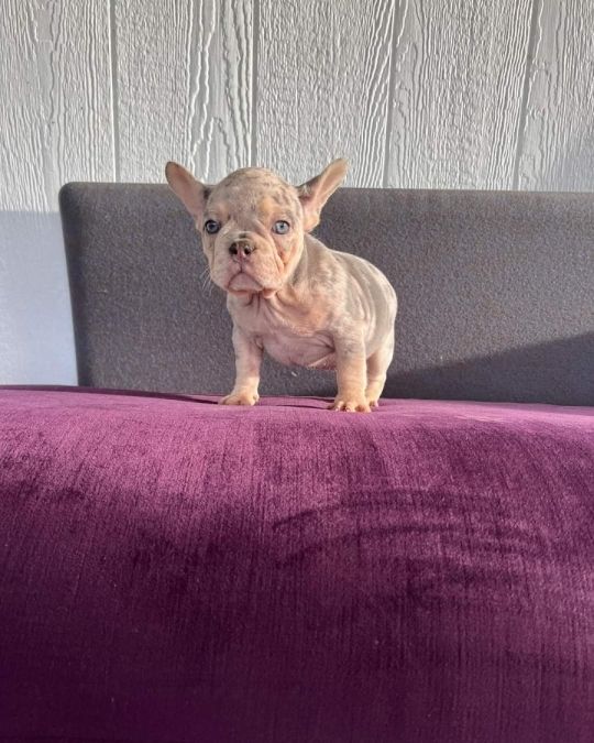 Lovely and charming English bulldog puppies for sale.
