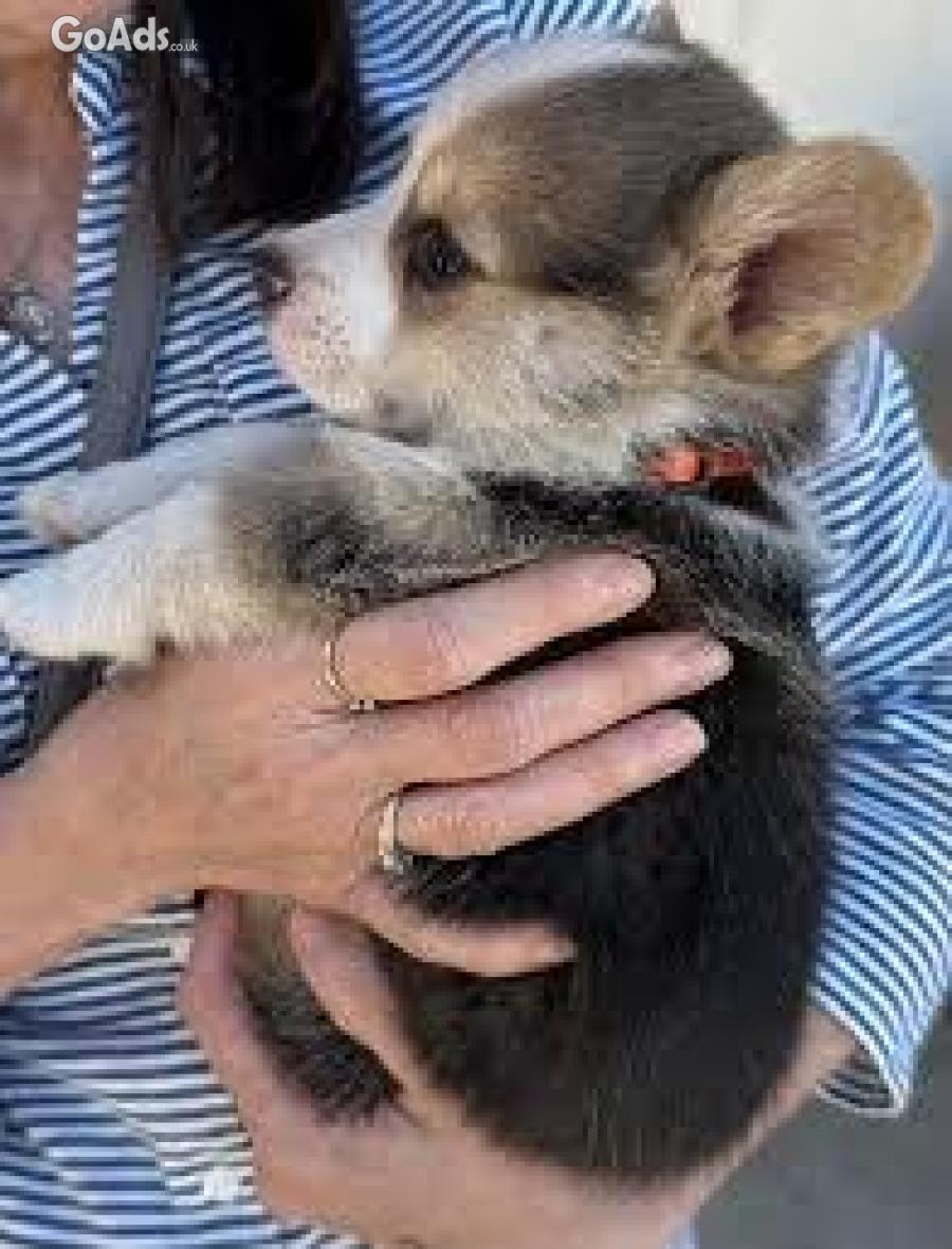 Lovely and sweet corgi puppies
