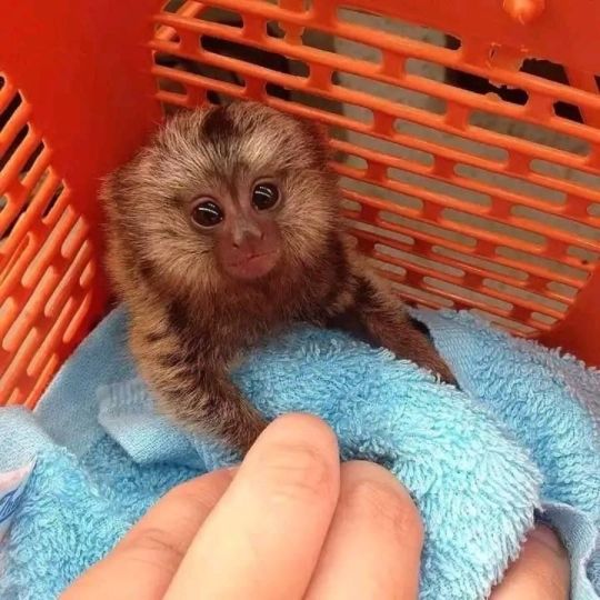 Lovely Capuchin & Finger Marmoset Monkeys for sale