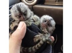 Lovely Finger Marmoset Monkeys for sale