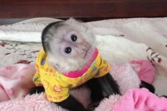Lovely Housebroken Capuchin Monkey