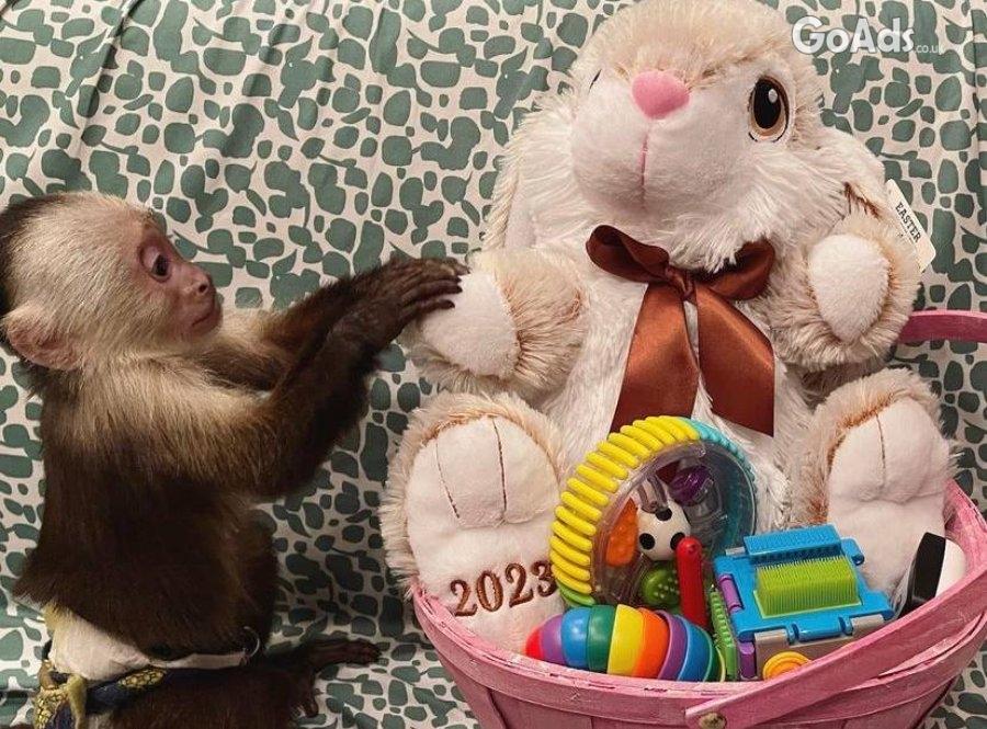 Lovely Housebroken Capuchin Monkey