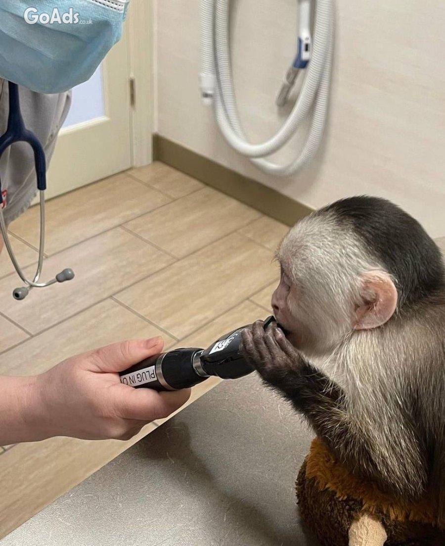 Lovely Housebroken Capuchin Monkey