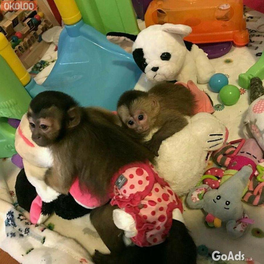 Lovely Housebroken Capuchin Monkey
